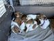 Jack Russell Terrier Puppies for sale in Castlereagh, New South Wales. price: $1,200