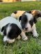 Jack Russell Terrier Puppies for sale in Richmond, Illinois. price: $2,000