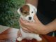 Jack Russell Terrier Puppies for sale in Peoria, AZ, USA. price: NA