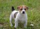 Jack Russell Terrier Puppies for sale in Creighton, NE 68729, USA. price: NA
