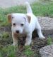 Jack Russell Terrier Puppies for sale in Tampa, FL, USA. price: $500