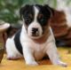 Jack Russell Terrier Puppies for sale in Akutan, AK, USA. price: NA