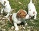 Jack Russell Terrier Puppies for sale in York, NE 68467, USA. price: $400