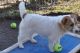 Jack Russell Terrier Puppies for sale in Spanish Fork, UT 84660, USA. price: NA