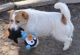 Jack Russell Terrier Puppies for sale in West Palm Beach, FL, USA. price: NA