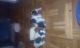 Jack Russell Terrier Puppies for sale in Augusta, GA, USA. price: NA