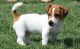 Jack Russell Terrier Puppies for sale in Stamford, CT, USA. price: $200