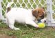 Jack Russell Terrier Puppies for sale in Lava Hot Springs, ID 83246, USA. price: NA