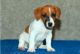 Jack Russell Terrier Puppies for sale in Round Rock, TX, USA. price: NA