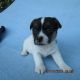 Jack Russell Terrier Puppies for sale in Morgantown, KY 42261, USA. price: NA