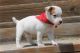 Jack Russell Terrier Puppies for sale in Antioch, CA, USA. price: NA