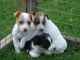 Jack Russell Terrier Puppies for sale in Portland, OR, USA. price: NA