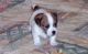 Jack Russell Terrier Puppies for sale in Adamsville, AL, USA. price: NA