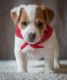 Jack Russell Terrier Puppies for sale in Annville, KY, USA. price: NA