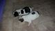 Jack Russell Terrier Puppies for sale in Arlington, WA, USA. price: NA