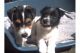Jack Russell Terrier Puppies for sale in Arden, DE 19810, USA. price: NA