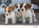 Jack Russell Terrier Puppies for sale in Beaumont, TX, USA. price: NA
