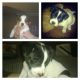 Jack Russell Terrier Puppies for sale in Tampa, FL, USA. price: NA