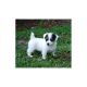 Jack Russell Terrier Puppies for sale in Anchorage, AK, USA. price: NA