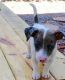Jack Russell Terrier Puppies for sale in Detroit, MI, USA. price: NA