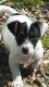 Jack Russell Terrier Puppies for sale in Fullerton, CA, USA. price: NA