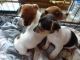 Jack Russell Terrier Puppies for sale in Wilmington, VT, USA. price: $350