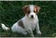 Jack Russell Terrier Puppies for sale in Philadelphia, PA, USA. price: NA