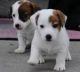 Jack Russell Terrier Puppies for sale in Anchorage, AK, USA. price: NA