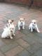 Jack Russell Terrier Puppies for sale in Springfield, MA, USA. price: NA