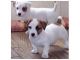Jack Russell Terrier Puppies for sale in Jacksonville, FL, USA. price: NA