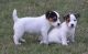 Jack Russell Terrier Puppies for sale in Little Rock, AR, USA. price: NA