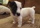 Jack Russell Terrier Puppies for sale in Amarillo, TX, USA. price: NA