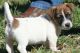 Jack Russell Terrier Puppies for sale in Newark, NJ, USA. price: NA