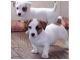 Jack Russell Terrier Puppies for sale in Tallahassee, FL, USA. price: NA