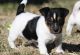 Jack Russell Terrier Puppies for sale in Orlando, FL, USA. price: NA
