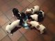 Jack Russell Terrier Puppies for sale in Baltimore, MD, USA. price: NA