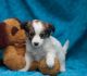 Jack Russell Terrier Puppies for sale in Cape Coral, FL, USA. price: NA