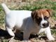Jack Russell Terrier Puppies for sale in Jacksonville, FL, USA. price: NA