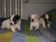 Jack Russell Terrier Puppies for sale in Garden Grove, CA, USA. price: NA