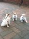 Jack Russell Terrier Puppies for sale in Paterson, NJ, USA. price: NA