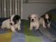 Jack Russell Terrier Puppies for sale in Huntington Beach, CA, USA. price: NA