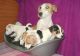 Jack Russell Terrier Puppies for sale in Boise, ID, USA. price: $500