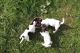 Jack Russell Terrier Puppies for sale in Beaumont, TX, USA. price: NA