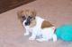 Jack Russell Terrier Puppies for sale in Belén de Escobar, Buenos Aires, Argentina. price: NA