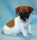 Jack Russell Terrier Puppies for sale in New York, NY, USA. price: NA