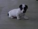 Jack Russell Terrier Puppies for sale in South Bend, IN, USA. price: NA