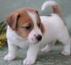 Jack Russell Terrier Puppies for sale in South Bend, IN, USA. price: NA