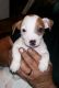 Jack Russell Terrier Puppies for sale in New Orleans, LA, USA. price: NA