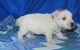 Jack Russell Terrier Puppies for sale in Cambridge, MA, USA. price: $500