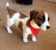 Jack Russell Terrier Puppies for sale in Chula Vista, CA, USA. price: NA
